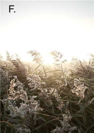 Idyllic Nature Prints – alternate view 9