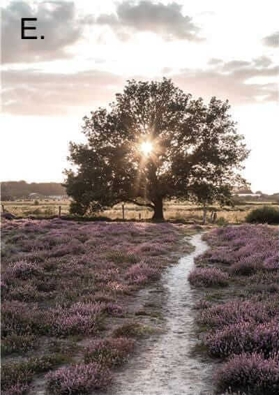 Idyllic Nature Prints – alternate view 8