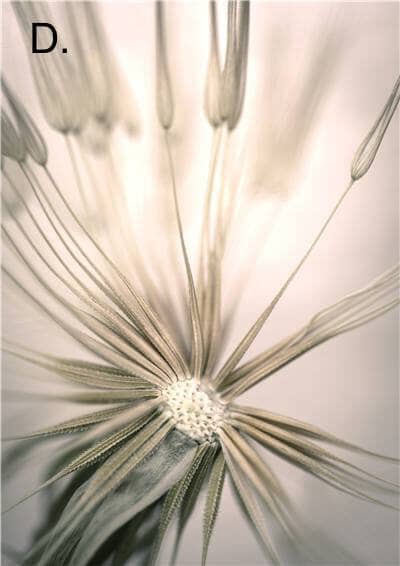 Idyllic Nature Prints – alternate view 7