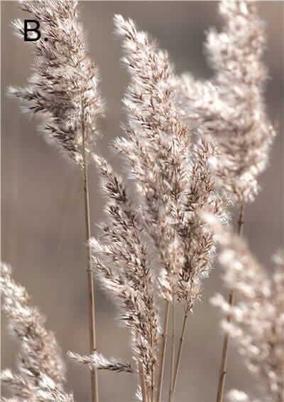 Idyllic Nature Prints – alternate view 5