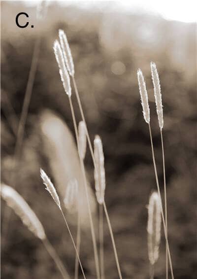 Idyllic Nature Prints – alternate view 6