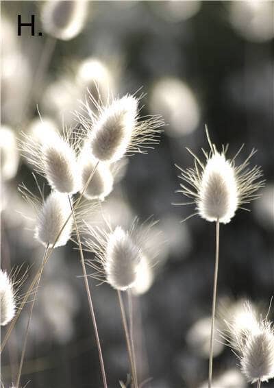 Idyllic Nature Prints – alternate view 11